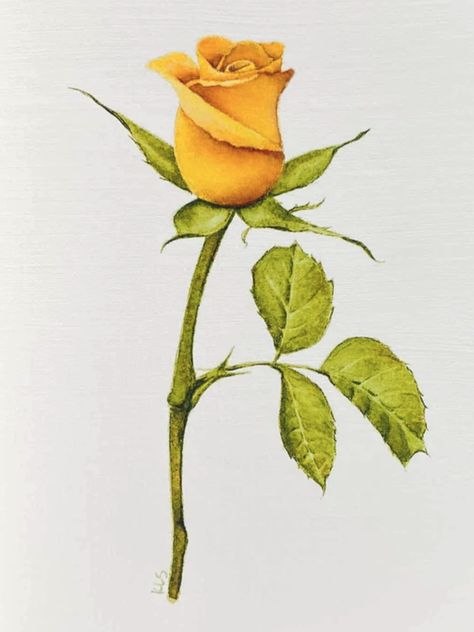 Yellow Roses Drawing, Yellow Rose Drawing Simple, Yellow Rose Drawing, How To Paint Yellow Roses, Yellow Rose Illustration, Yellow Rose Flower, Yellow Rose Reference, Painting Picture, Rose Drawing