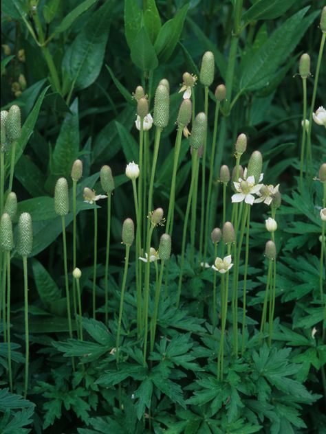 Anemone cylindrica 'Thimbleweed' - sun-part shade, thrives in sandy soil, early-mid-summer white blooms and cottony seed heads in autumn Partial Sun Flowers, Full Shade Flowers, Partial Shade Flowers, Full Sun Flowers, Farm Craft, Asclepias Tuberosa, Lady Bird Johnson Wildflower Center, Seed Collection, University Of Texas At Austin