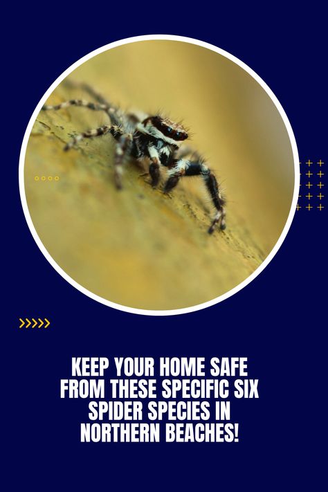 In Northern Beaches, a list of six spiders is often found. To keep your home free from spider attacks, be sure to hire spider control professionals. Common Spiders, Spider Control, Spider Species, Be Aware, The Common, Pest Control, Home Free, Spiders