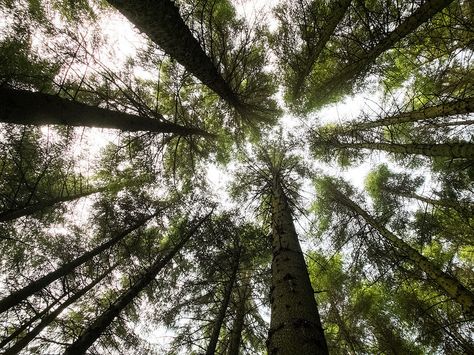 Canopy Trees, Forest Looking Up, Prints Of Underside Of A Tree Canopy, Forest Skyline, Forest Up View, Tree Birds Eye View, Forest Worms Eye View, Forest Birds Eye View, Forest Canopy