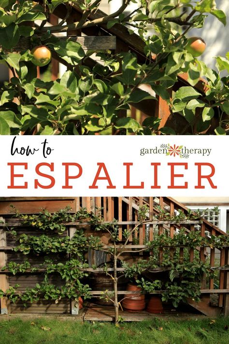 Espaliated Fruit Trees, Lemon Tree Espalier, Espalier Fruit Trees Training, How To Espalier Fruit Trees, Espalier Peach Trees, Plum Espalier, Espalier Fruit Trees Fence, Espalier Diy, Espalier Trees