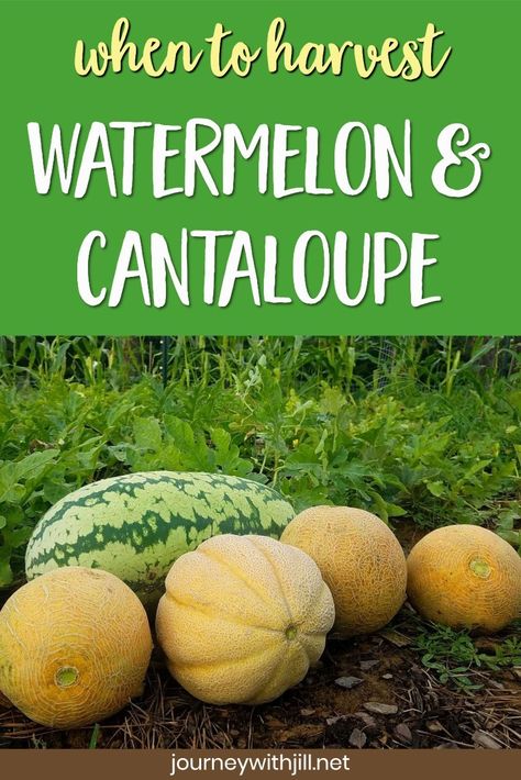 How do you know when your melons are ready to pick? With cantaloupes and watermelons, you want to know the exact time to harvest. Find out when your melons are ripe by watching for these signs.   #harvest #gardening #beginners Preserving Watermelon, Watermelon Gardening, Pick Watermelon, When To Pick Watermelon From Vine, How To Grow Melons From Seeds, When To Pick Watermelon, When To Pick Cantaloupe From Garden, When Is Cantaloupe Ready To Pick, When To Plant Watermelon Seeds