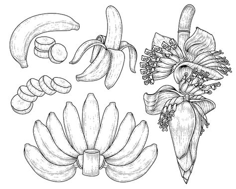 Flower Drawing Outline, Banana Drawing, August Bujo, Vegetables Illustration, Fruit Sketch, Basic Sketching, Banana Blossom, Vegetable Illustration, Banana Flower