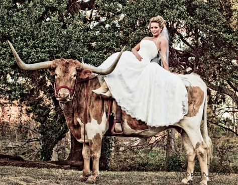 Longhorn Photoshoot, Longhorn Wedding, Cow At Wedding, Cow Wedding Pictures, Funny Wedding Poses, Western Wedding With Horses, Cow Wedding, Country Wedding Pictures, Texas Western