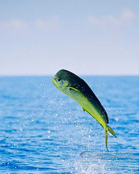 Mahi Mahi / Common Dolphinfish - Images | Masa Ushioda ... Mahi Mahi Fish, Dolphin Drawing, Ocean Magic, Common Dolphin, Mahi Fish, Dolphin Fish, Fish Drawing, Salt Water Fishing, Underwater Creatures