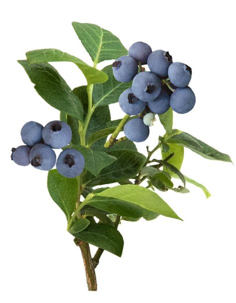 Blueberry Jelly, Raspberry Plants, Growing Blueberries, Blueberry Plant, Peach Sorbet, Berry Berry, Berry Plants, Blueberry Bushes, Big Garden