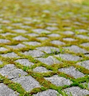 Porphyry paving with moss. Timeless Grass Paving, Grass Driveway, Moss Lawn, Japanese Style Garden, Paving Ideas, Paving Design, Driveway Paving, Garden Paving, Back Garden