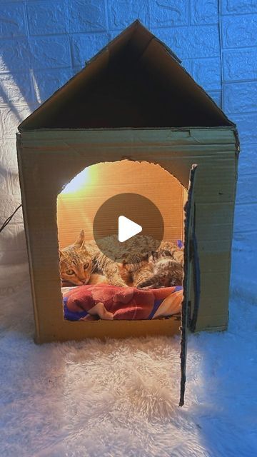 Cardboard Box Cat House, Outside Cat House Diy, Cardboard Cat House Diy, Cat House Diy Cardboard, Outside Cat House, Cardboard Cat House, Cat House Diy, House Funny, Sweet Cat