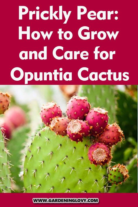 Do you want to know how to grow prickly pear cactus and its culinary uses? Read this post Paddle Cactus, Cactus Pears, Opuntia Cactus, Home Reading, Edible Wild Plants, Cactus Care, Pear Cactus, Gardening Plants, Prickly Pear Cactus