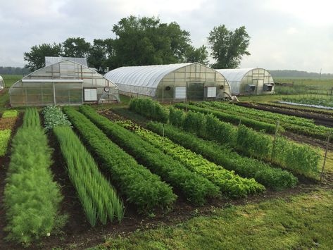 Indoor Vegetables, Vegetable Garden Planner, Vertical Vegetable Garden, Garden Layout Vegetable, Farm Layout, Market Garden, Garden Planner, Homestead Survival, Vegetable Garden Design