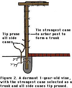 Grape Arbor Construction | Grape Arbors – New Interest In an Old Tradition | Fruit & Nut ... Planting Grapes, Grape Vine Trellis, Grape Vineyard, Grape Arbor, Grape Trellis, Grape Plant, Vine Trellis, Cane Tips, Garden Vines