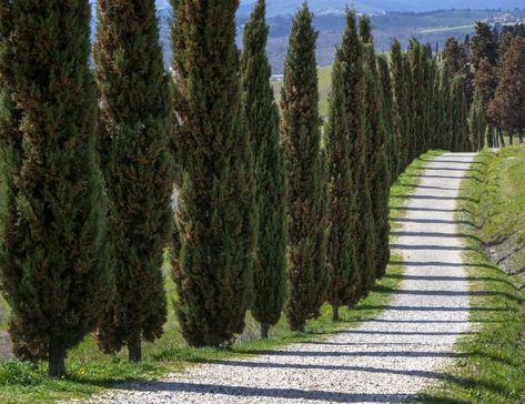 Fast-Growing Evergreen Trees - Italian Cypress Italian Cypress Trees, Thuja Green Giant, Trees Top View, Fast Growing Evergreens, Leyland Cypress, Italian Cypress, Privacy Trees, Columnar Trees, Natural Fence