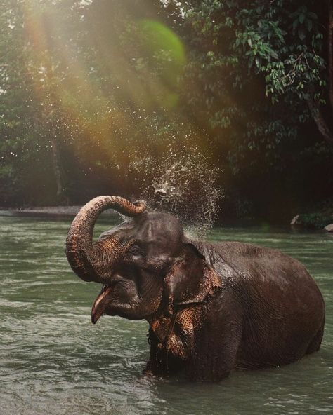 Elephant Swimming, Female Elephant, Camo Wallpaper, Elephants Photos, Angel Oracle Cards, Water Sport, Asian Elephant, Download Cute Wallpapers, Elephant Love