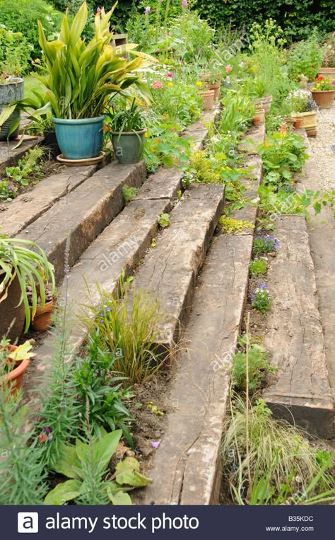 Download this stock image: Garden wooden sleeper terrace and steps planted up with annuals perennials and container plants UK July - B35KDC from Alamy's library of millions of high resolution stock photos, illustrations and vectors. Sleepers In Garden, Landscape Stairs, Garden Railway, Sloped Backyard, Garden Stairs, Sloped Garden, Garden Steps, Have Inspiration, Plants And Flowers