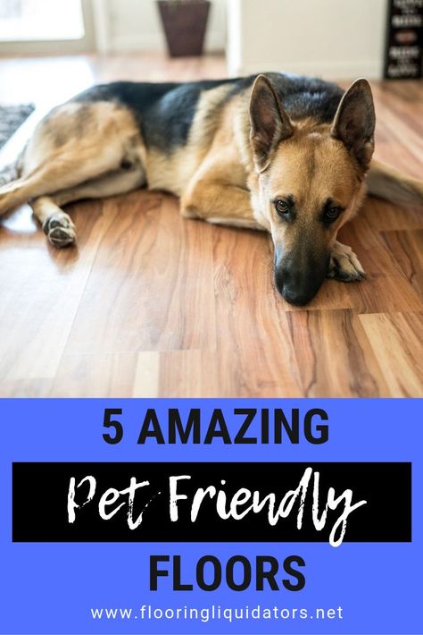 5 Amazing Pet Friendly Floor Options! Water resistant floors for pets #flooring #diy Best Floors For Dogs, Dog Friendly Flooring, Baby Funny Videos, Best Wood Flooring, Floor Options, Pet Friendly Flooring, Flooring Diy, Best Laminate, Water Resistant Flooring