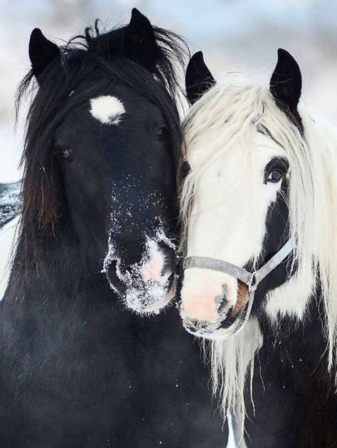 Prettiest horses ever! Snow spotted noses fuzzy horse friends! Horse Friends, Impossible Pie, Paint Horses, Most Beautiful Horses, Beautiful Horse, Majestic Horse, All The Pretty Horses, Horse Crazy, Clydesdale