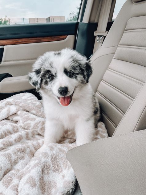 Australian Shepherd Puppy Aesthetic, Farm Puppy, Australian Shepherd Aesthetic, Blue Merle Australian Shepherd Puppy, Australian Shepard Puppies, Aussie Shepherd Puppy, Puppy Australian Shepherd, Mini Aussie Puppy, Blue Merle Australian Shepherd