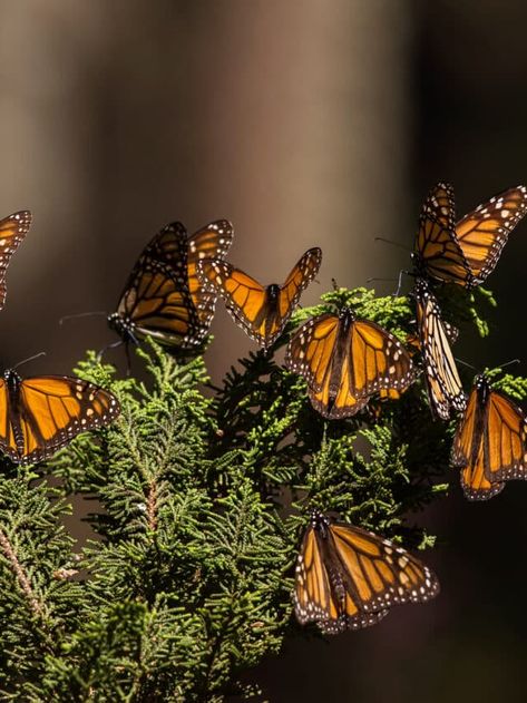 The Incredible Migration of Monarch Butterflies - Animals Around The Globe Monarch Migration, Monarch Butterfly Migration, Butterfly Migration, Monarch Butterflies, Human Activity, Cultural Diversity, Mexican Culture, Natural Phenomena, Monarch Butterfly