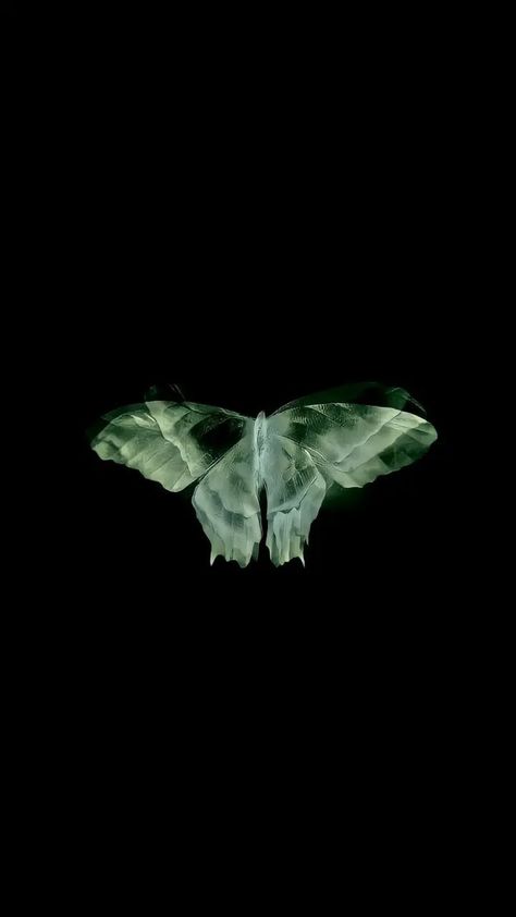 Aesthetic Black And Green Wallpaper, Navy Green Aesthetic, Black And Green Aesthetic Wallpaper, Black And Green Butterfly, Butterfly Black Background, No Copyright Pictures, Moth Wallpaper, Zen Aesthetic, Not Wallpaper