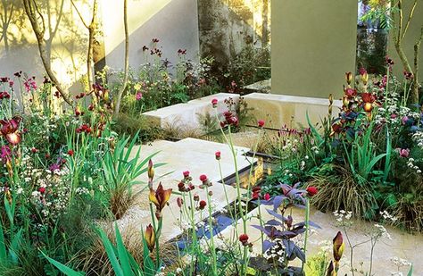 Sarah Price's Gardens Garden Design Calimesa, CA Sarah Price, Golden Rain Tree, Chelsea Garden, Rhs Chelsea Flower Show, Prairie Garden, Backyard Storage, Minimalist Garden, British Garden, Garden Designer