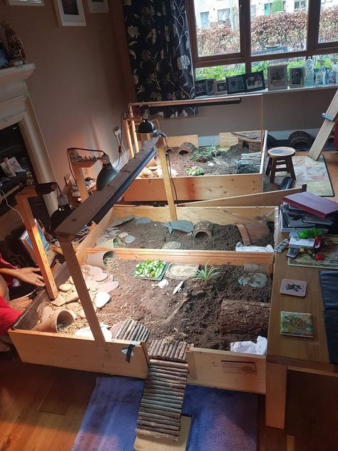 Tortoise Table Ideas, Turtle House, Tortoise House, Tortoise Enclosure, Tortoise Table, Enclosure Ideas, Tortoise Turtle, Reptiles And Amphibians, Table Ideas