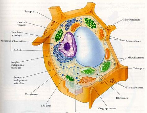 Cell Theory, Plasma Membrane, Cell Wall, Back To School