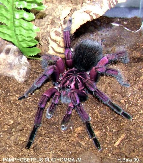 Tarantula purple pinktoe. Arachnids Spiders, Spiders And Snakes, Big Spiders, Cool Insects, Itsy Bitsy Spider, Cool Bugs, A Bug's Life, Beautiful Bugs, Creepy Crawlies