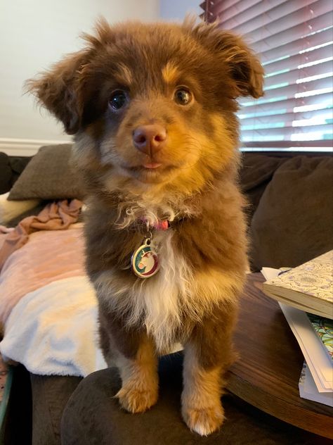 Brown Australian Shepherd Puppy, Red Tricolor Australian Shepherd, Puppy Australian Shepherd, Brown Australian Shepherd, Aussie Shepherd Puppy, Dog Aesthetic Australian Shepard, Red Australian Shepherd, Tri Australian Shepherd, Red Tri Australian Shepherd