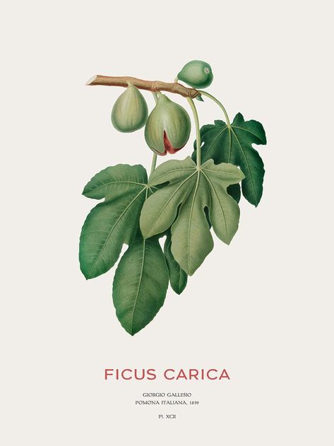 Native to the Mediterranean and western Asia, it has been cultivated since ancient times and is now widely grown throughout the world, both for its fruit and as an ornamental plant. Ficus Carica, Western Asia, Botanical Illustration Vintage, Ornamental Plants, Ancient Times, The Mediterranean, Botanical Illustration, Fig, Sale Poster