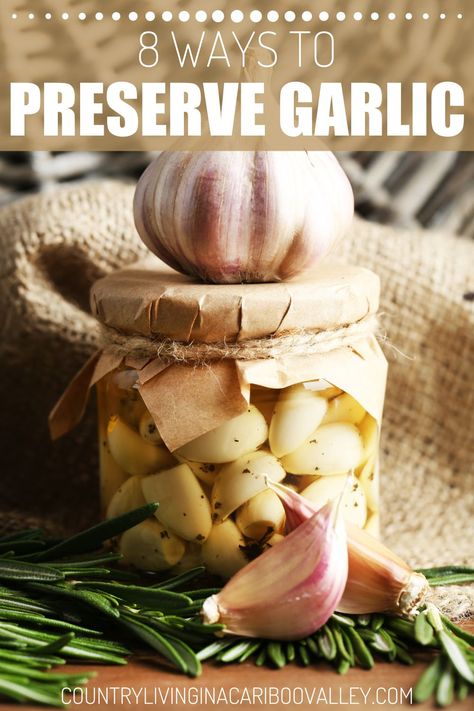 All kinds of ways to preserve garlic! How to preserve garlic in olive oil, plus other ways to preserve garlic cloves and garlic bulbs. How to freeze garlic, freeze minced garlic, store garlic bulbs whole and other ways to preserve garlic for months Spicy Pickled Garlic, Canned Vegetable Recipes, Preserving Garlic, Pickles Cucumbers, Frugal Food Ideas, Store Garlic, Pickles Canning, Homestead Cooking, Dilly Beans