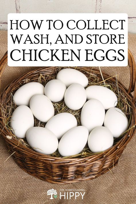 How To Store Chicken Eggs, Chicken Eggs Collecting, Collecting Chicken Eggs, How To Wash Chicken Eggs, Collecting Eggs From Chickens, Selling Chicken Eggs, Raising Chickens Diy, Comfort Lifestyle, Egg Facts