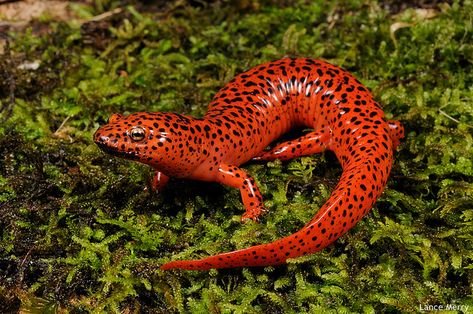 State Salamander: Red Salamander Salamander Photography, Red Salamander, Cute Salamander, Colorful Lizards, Amazing Frog, Amazing Animal Pictures, Chicken Garden, Salamanders, Cool Animals