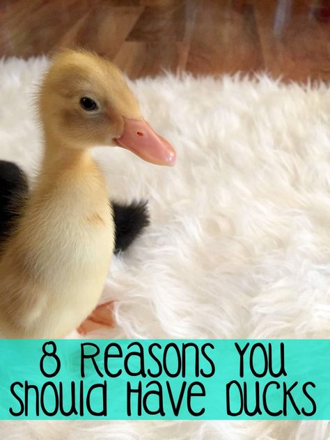 Chickens And Ducks, Raising Turkeys, Quotes Single, Backyard Ducks, Duck Coop, Duck Farming, Raising Ducks, Backyard Farm, Pet Ducks