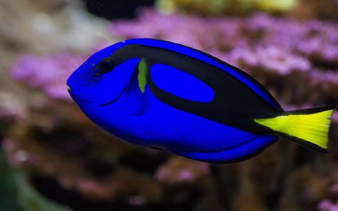 Regal Blue Tang Underwater Sea Life, Sea Life Wallpaper, Birch Aquarium, Underwater Wallpaper, Fish Underwater, Tropical Water, Blue Tang, Parrot Fish, Life Wallpaper