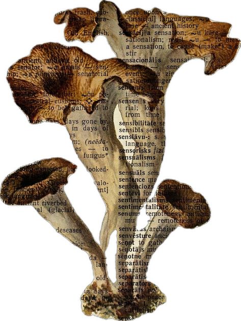 Image Collage Design Layout, Aesthetic Posters Mushrooms, Mushroom Collage Art, Mushroom Vintage Drawing, Mushroom Poster Vintage, Mushroom Wall Poster, Mushrooms Aesthetic, Cottagecore Posters Mushroom, Mushroom Vintage