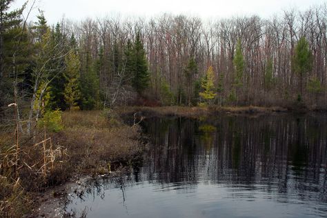 April, 2009. Montcalm County, MI. Bog is a nutrient-poor peatland characterized by acidic, saturated peat and the prevalence of sphagnum mosses and ericaceous shrubs. Fire and flooding are the main natural disturbance factors. Bogs occur in kettle depressions on pitted outwash and moraines and in flat areas and shallow depressions on glacial outwash and glacial lakeplain. The overall topography of bogs is flat to gently undulating with microtopography characterized by hummocks and hollows. Beca Sarracenia Purpurea, Peat Bog, Pitcher Plant, Carnivorous Plants