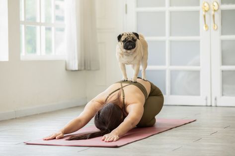 10 Activities to Do with Your Pet to Get Your Heart Pumping Asian Dogs, Spider Bite, Recluse Spider, Pug Breed, Brown Recluse, Home Yoga Practice, Dog Anatomy, Spider Bites, Increase Heart Rate