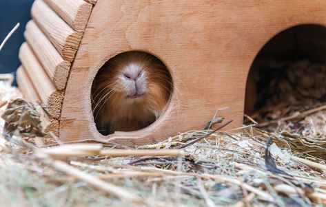 Diy Guinea Pig Hideout, Hideout Ideas, Pig Teeth, Guinea Pig Diy, Guinea Pig House, House Image, Pig House, Potty Pads, Guinea Pig Care