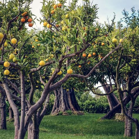 It's #citrus season in #sicily - this pretty little grove was packed with orange lemon lime & olive trees! Citrus Trees Landscape, Lemon Grove, Trees Landscape, Citrus Trees, Olive Trees, New Earth, December 8, Landscape Trees, Olive Tree