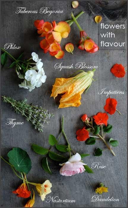 Edible Flowers Recipes, Wild Edibles, Think Food, Flower Food, Wild Food, Beltane, Wild Plants, Edible Plants, Edible Flowers