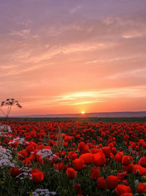 Sunsets and tulips Poppy Field, Photography Contests, Sunset Photos, Flower Field, Scenery Wallpaper, Nature Scenes, Photo Contest, Landscape Photos, Nature Photos