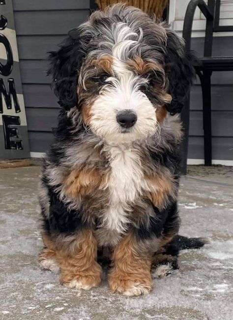 Aussie Bernedoodle, Toy Bernedoodle, Brown Bernedoodle, Mini Bernie Doodle, Mini Aussiedoodle Haircut Styles, Micro Mini Bernedoodle, St Bernadoodle, Berne Doodle, Merle Bernedoodle