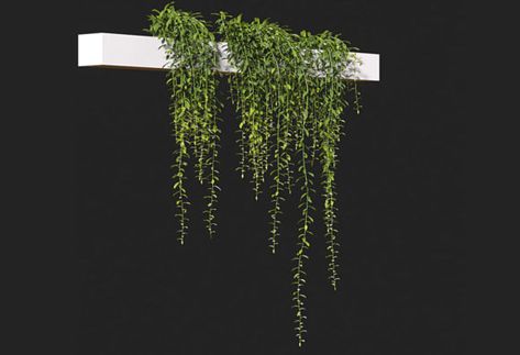 High quality Curtain Creeper 3D Plant Model free download. All textures and maps are included. Formats: Cinema 4D (.c4d Corona... Curtain Creeper Plant, Curtain Creeper, Tv Deck, Creeper Plants, Scene Animation, Board Architecture, Concept Board Architecture, Creepers Plants, Heather Plant