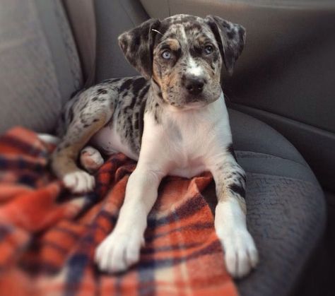 Pit-Catahoula Mix Catahoula Mix, Pitbull Mix Puppies, Lab Mix Puppies, Catahoula Leopard, Catahoula Leopard Dog, Leopard Dog, Dog Mixes, Rottweiler Puppies, Pitbull Puppies