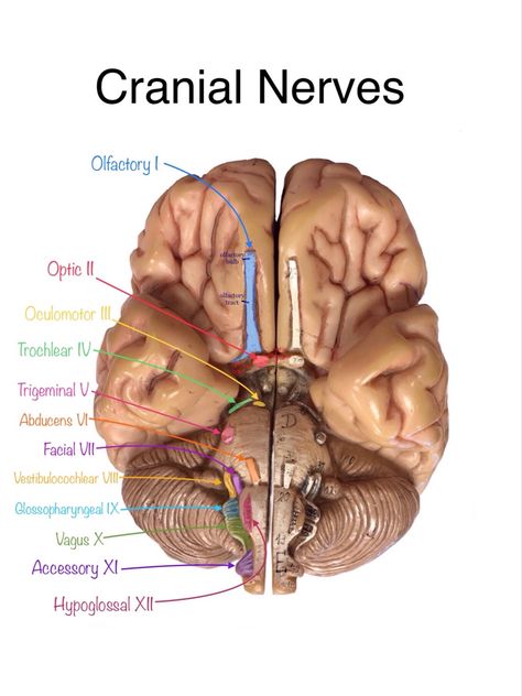 Human Brain Anatomy, Med School Study, Human Muscle Anatomy, Brain Models, Medical School Life, Basic Anatomy And Physiology, Biology Facts, Medical Student Study, Brain Anatomy