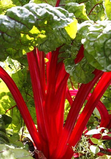 Which are the best rhubarb varieties to grow? - Telegraph. It looks like SWISS CHARD to me ( bright lights) Red Chard, Rhubarb Recipes Crisp, Growing Rhubarb, Beta Vulgaris, Rhubarb Plants, Veg Patch, Perennial Vegetables, Organic Seeds, Crimson Red