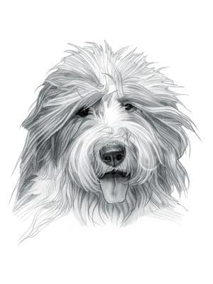 Old English Sheepdog Sheep Dog Drawing, Old English Sheepdog Tattoo, Old English Sheepdog Cake, Old English Sheepdog Drawing, Sheepdog Breeds, English Sheepdog Puppy, Old English Sheep Dog Puppy, Old Sheep Dog, Dog Portraits Painting