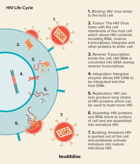 What is the HIV Life Cycle? Antiretroviral Drugs Target Stages Hiv Life Cycle, Role Of Pharmacist, Types Of Skin Rashes, Antiretroviral Therapy, Algebra Formulas, Daily Planner Printables Free, Type Of Skin, Circle Quotes, Biology Notes