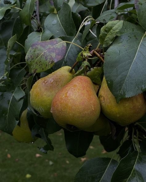 Pear Tree Aesthetic, Pears Aesthetic, Pear Aesthetic, Pear Orchard, Making Aesthetic, Manifest Board, Fruit Picker, Hotline Bling, Pear Blossom