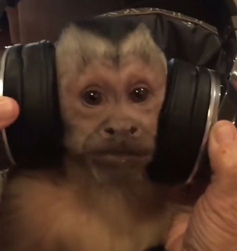 Monkey Listening To Music, Monkey With Headphones, Money Monkey, Monkey Memes, Boy Monkey, Wearing Headphones, Monkey Pictures, Funny Expressions, Spongebob Funny